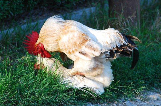 Рекорды куриц и петухов – 6 интересных случаев
