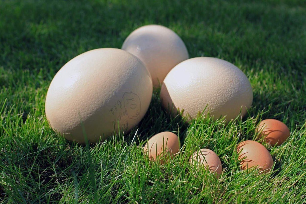 Все про яйца страуса: когда и сколько несет