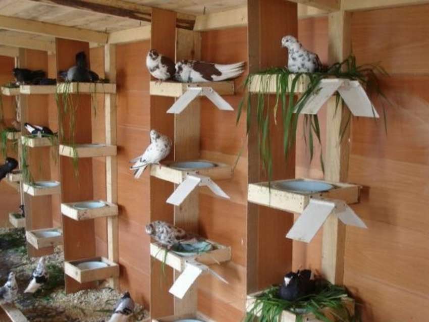 Конструируем гнездо для голубей