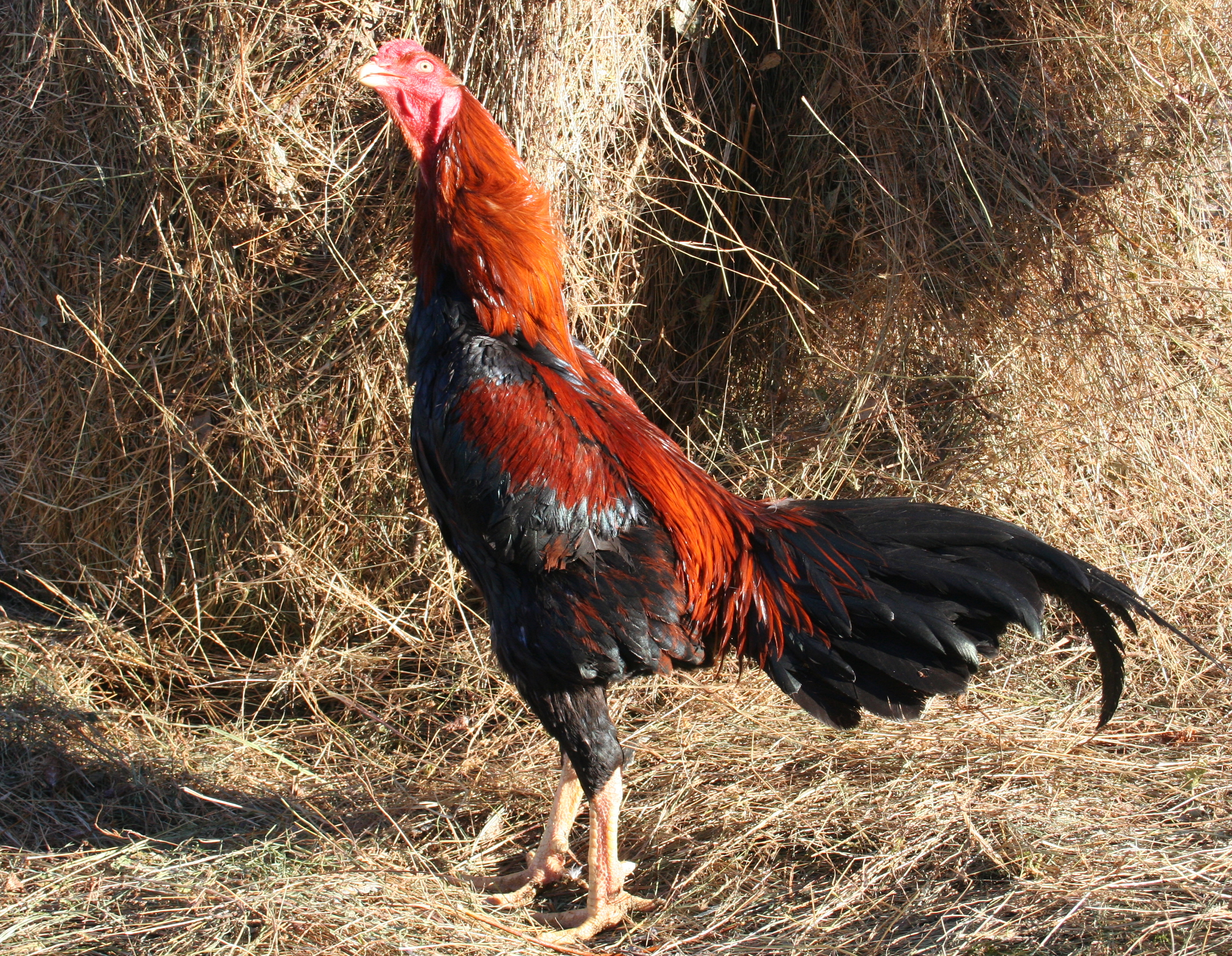 Узбекская Бойцовая порода кур
