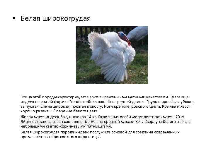 Московская белая индейка – описание породы, особенности разведения и выращивания