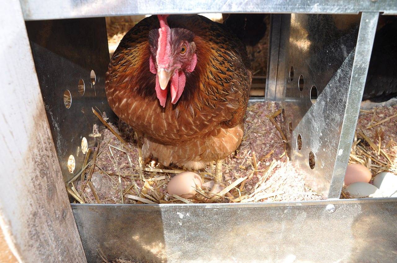 Сколько дней курица сидит на яйцах, чтобы вывести цыплят? Процесс насиживания и его продолжительность