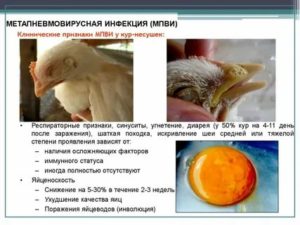 Метапневмовирус у птиц и вакцинация живыми вакцинами