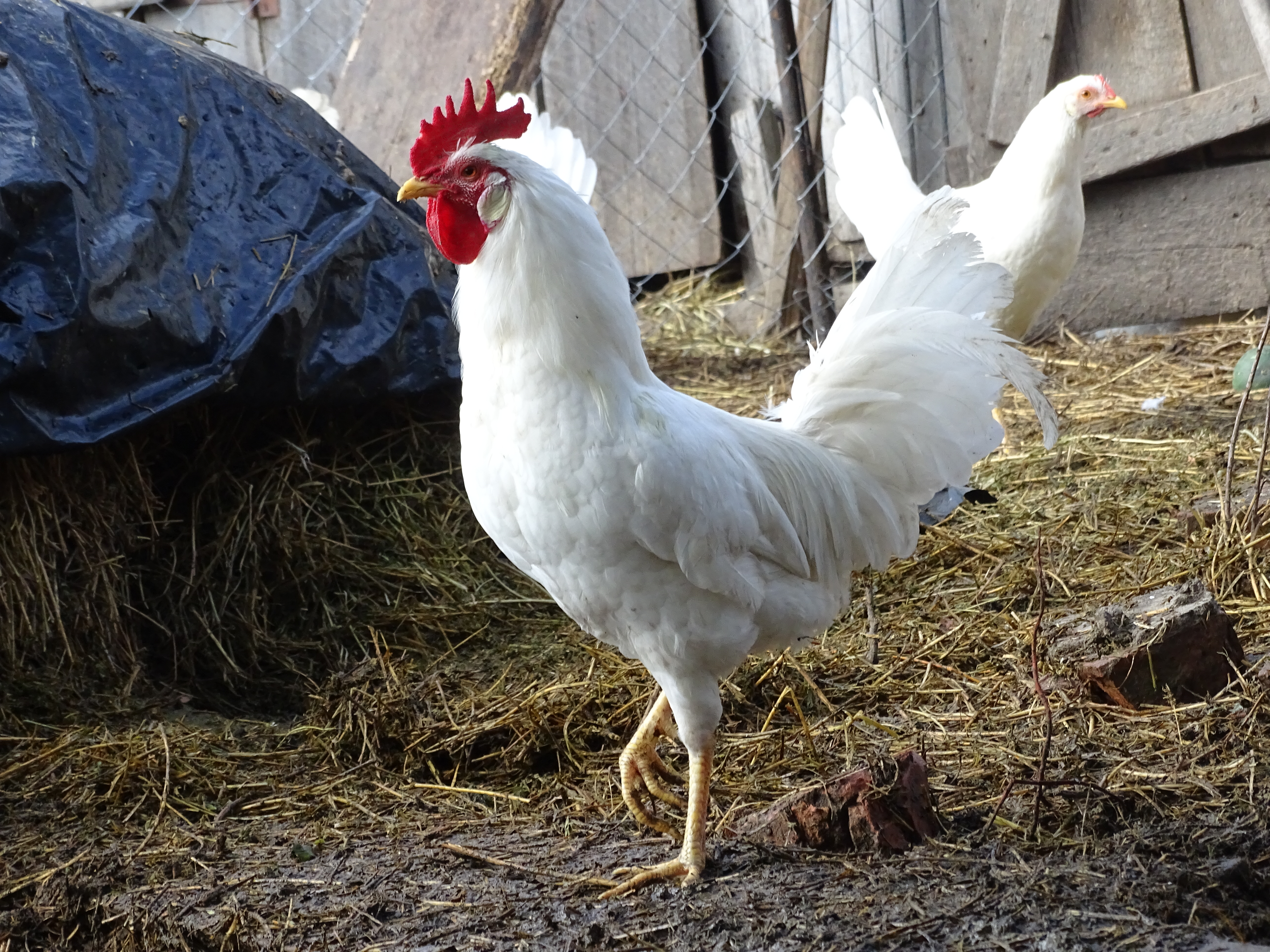 Отечественная курица с высокой яйценоскостью – Русская белая
