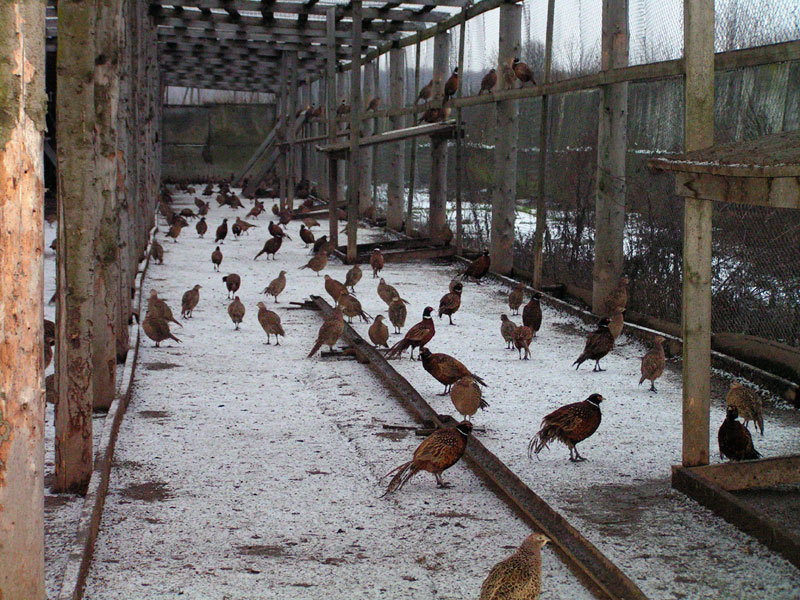Содержание, уход и выращивание фазанов в домашних условиях