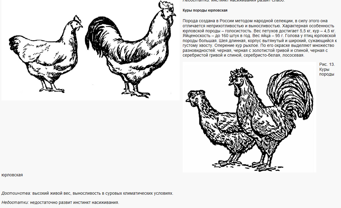 Борковская барвистая - яичная порода кур. Описание, характеристики, содержание и разведение, правила кормления