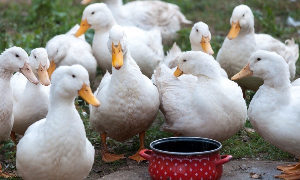 Белая карликовая утка — описание декоративных качеств и условий содержания