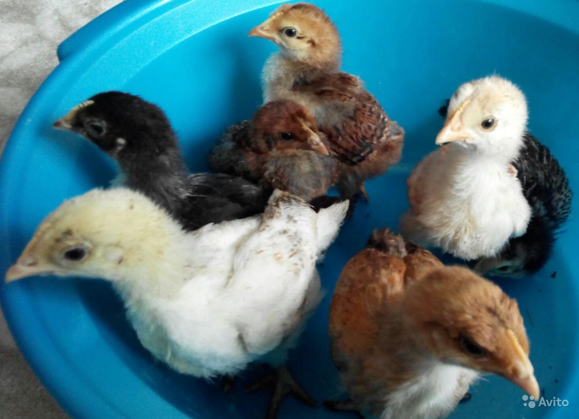Цыплята в первую неделю жизни – 5 правил