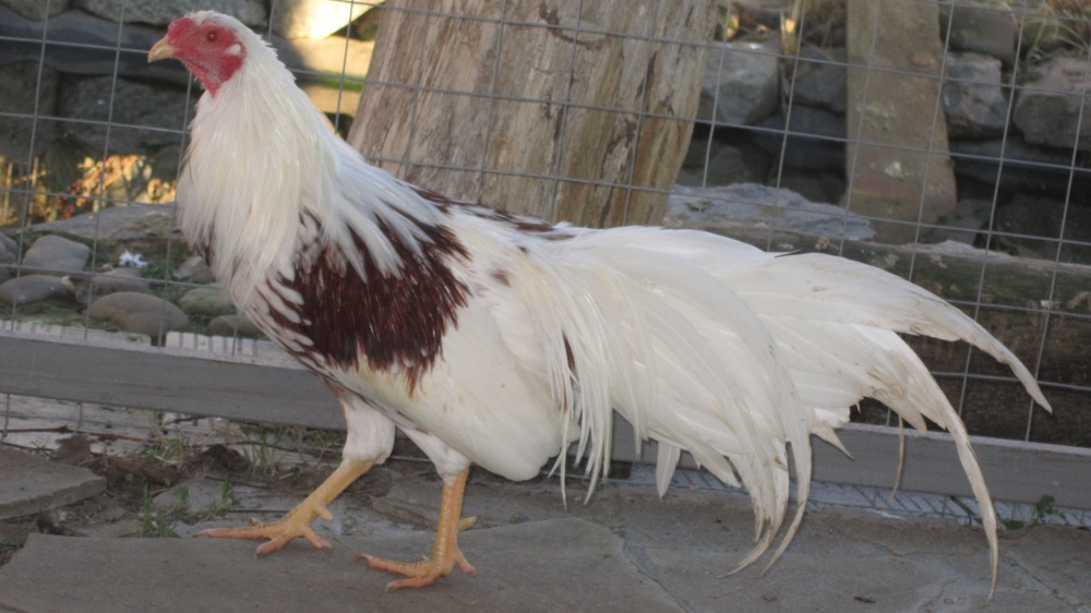 Йокогама порода кур – описание, фото и видео