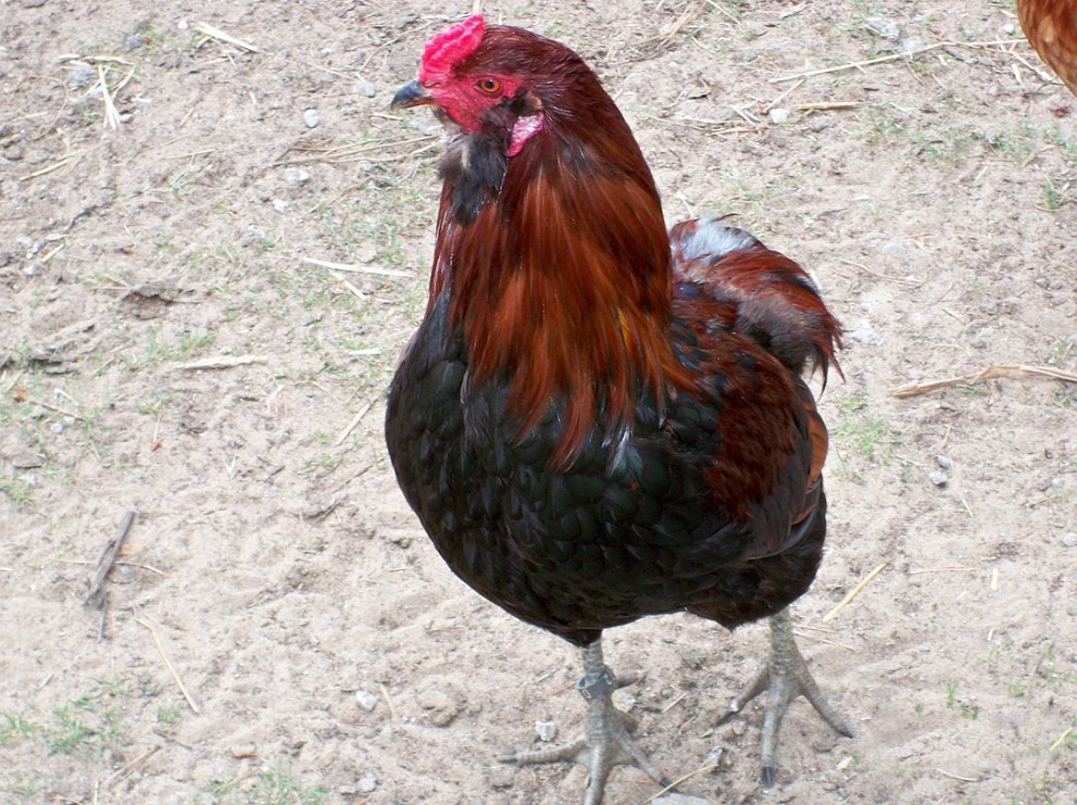 Саксонская порода кур – описание рыжих с фото и видео
