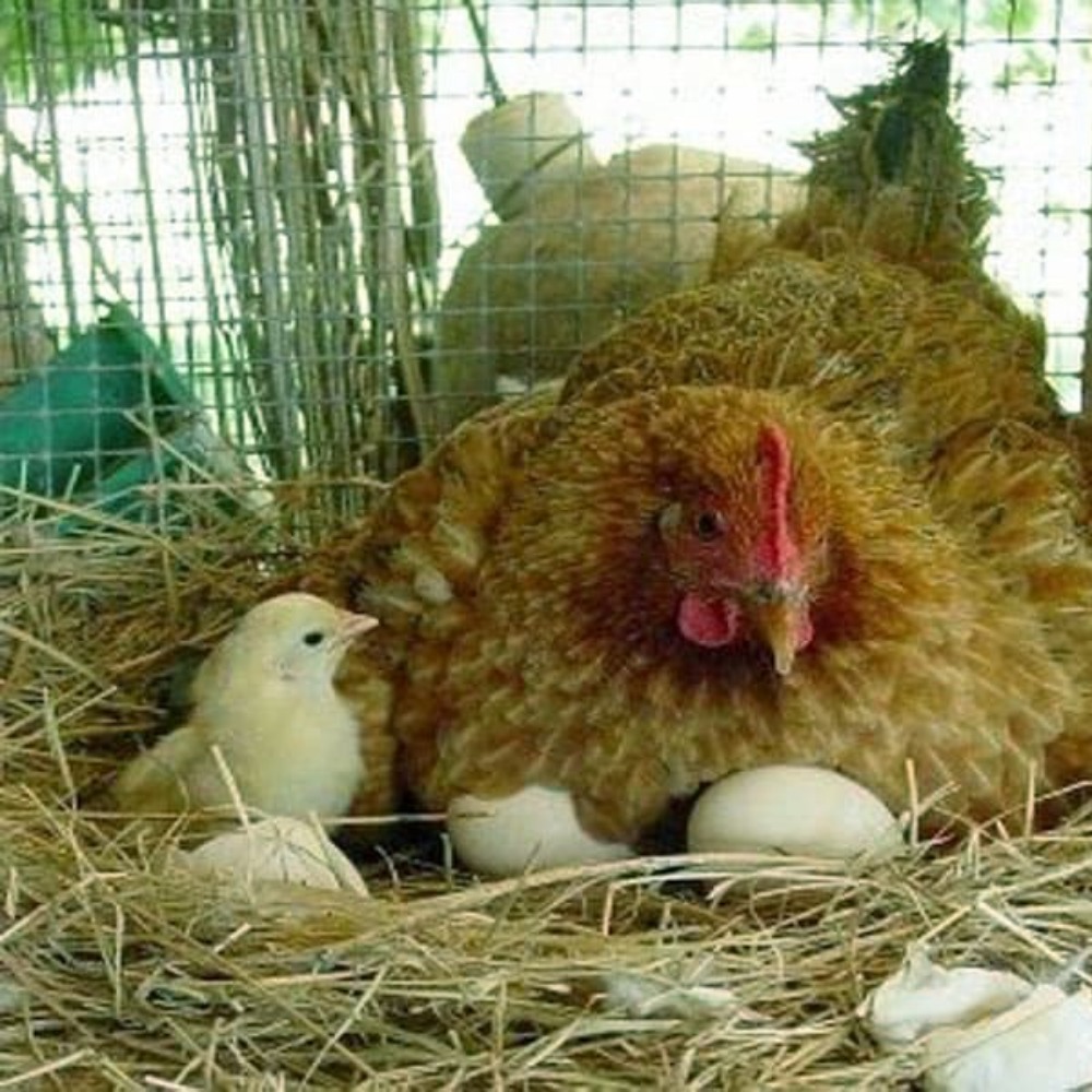 Курица-наседка: лучшие породы квочек, высиживание яиц, содержание, кормление и уход