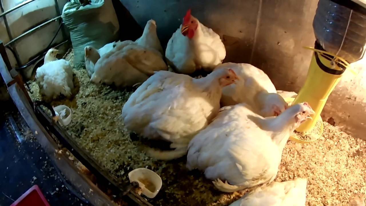 Кормление бройлерных цыплят