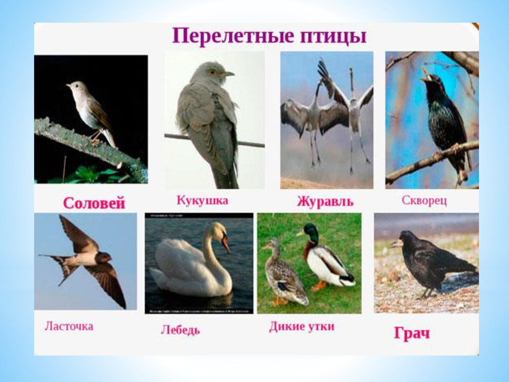 К какому виду относится сизый голубь – перелетному или зимующему