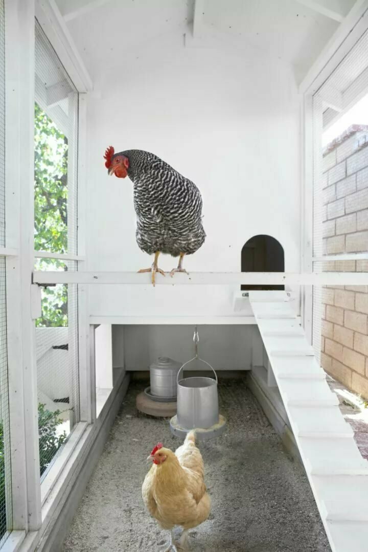 Можно ли держать курицу в квартире на балконе?
