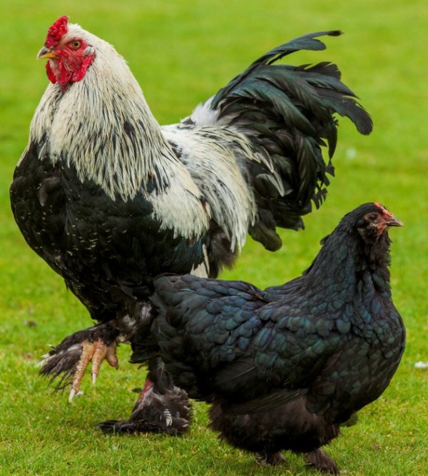 Рамельслоэр порода кур – описание с фото и видео