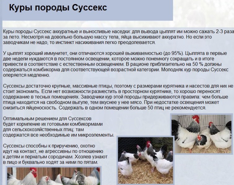 Пушкинская мясо-яичная порода кур. Основные характеристики, особенности выращивания и инкубации