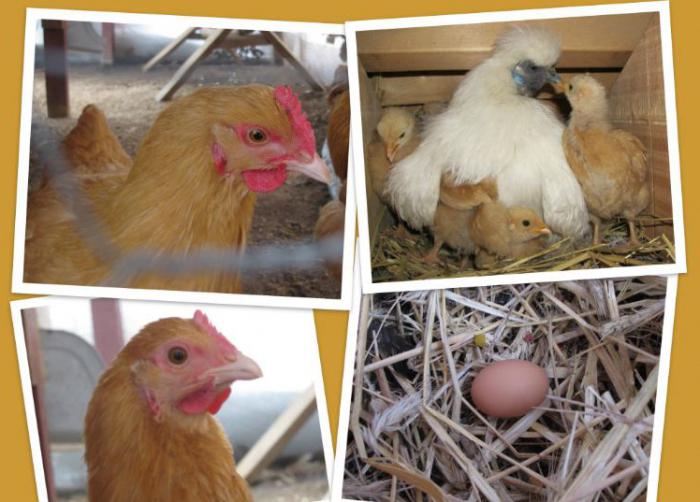 Поедание курами яиц – в чем причина такого поведения?