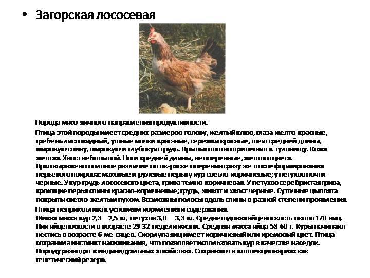 Арсхотц - мясо-яичная порода кур. Описание, характеристика, содержание, разведение и инкубация