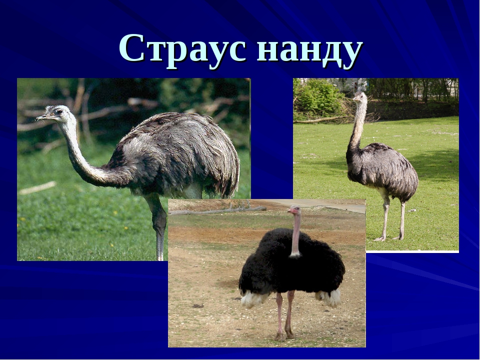 Американский страус Нанду: описание вида
