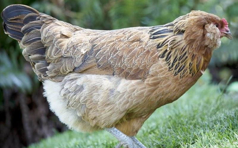 Араукана - яичная порода кур. Описание, характеристики, выращивание, кормление и инкубация