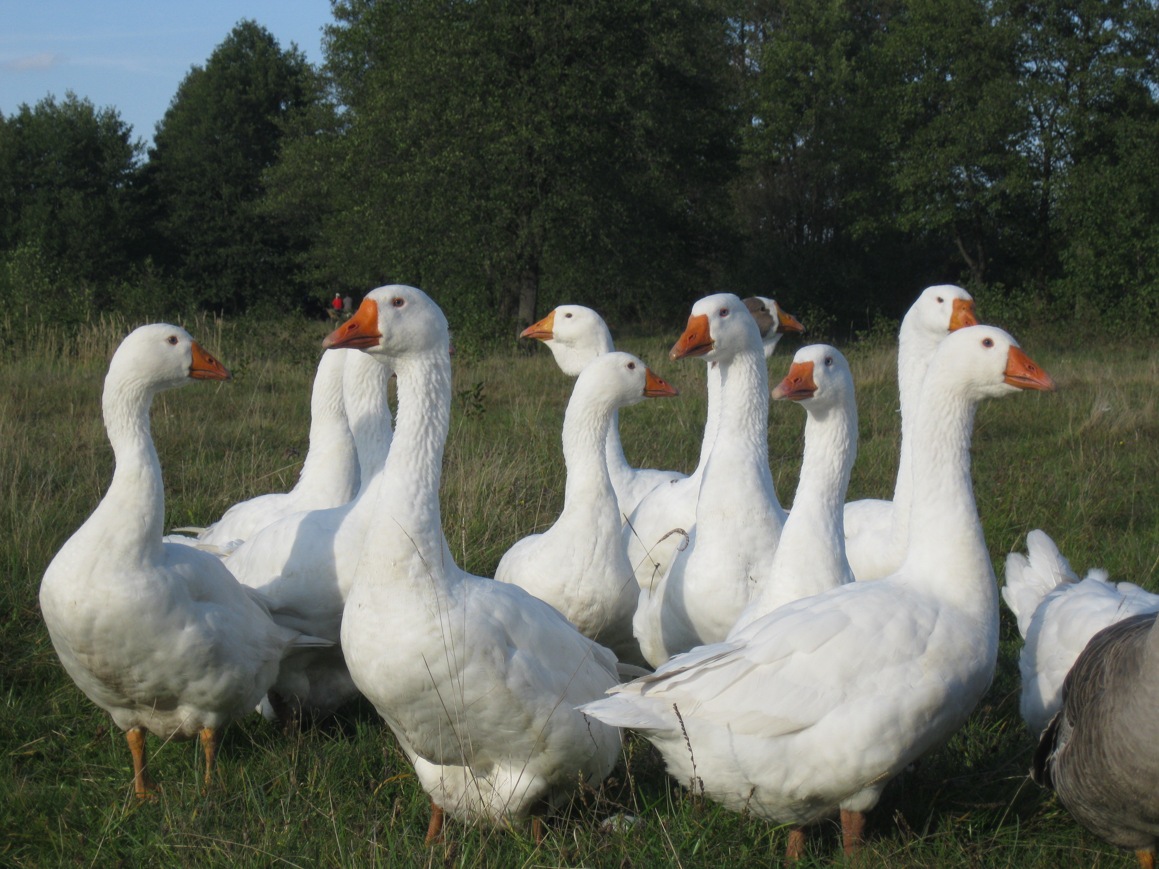 Губернаторские гуси – за какие качества порода высоко оценена птицеводами