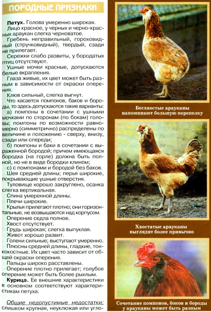 Форверк - мясо-яичная порода кур. Характеристики, описание, особенности выращивания и кормления