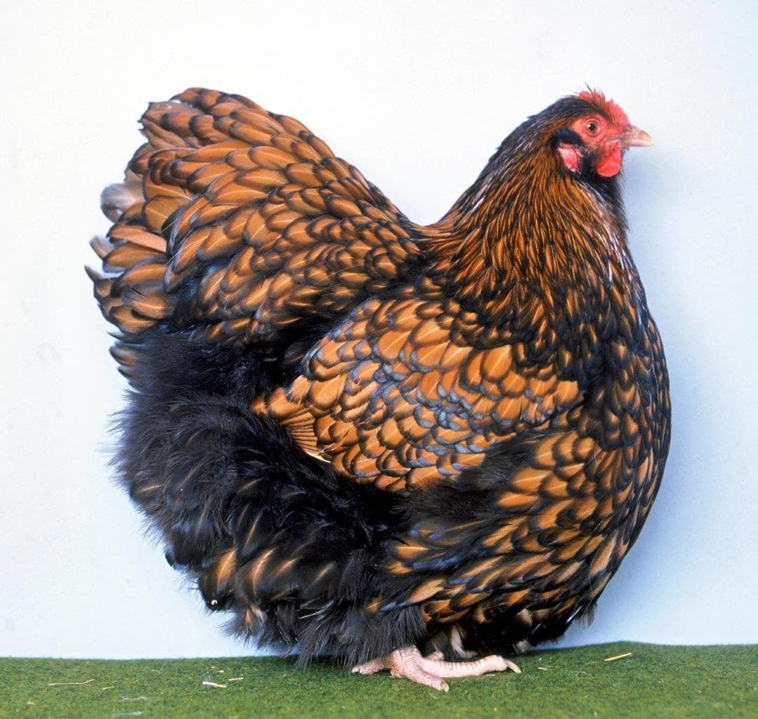 Орпингтон порода кур – описание, фото и видео