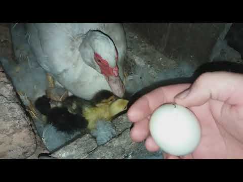 Сколько сидит на яйцах индоутка?