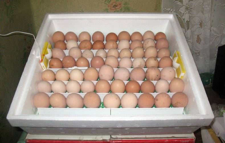 Мыть инкубационные яйца или нет? Как правильно дезинфицировать?