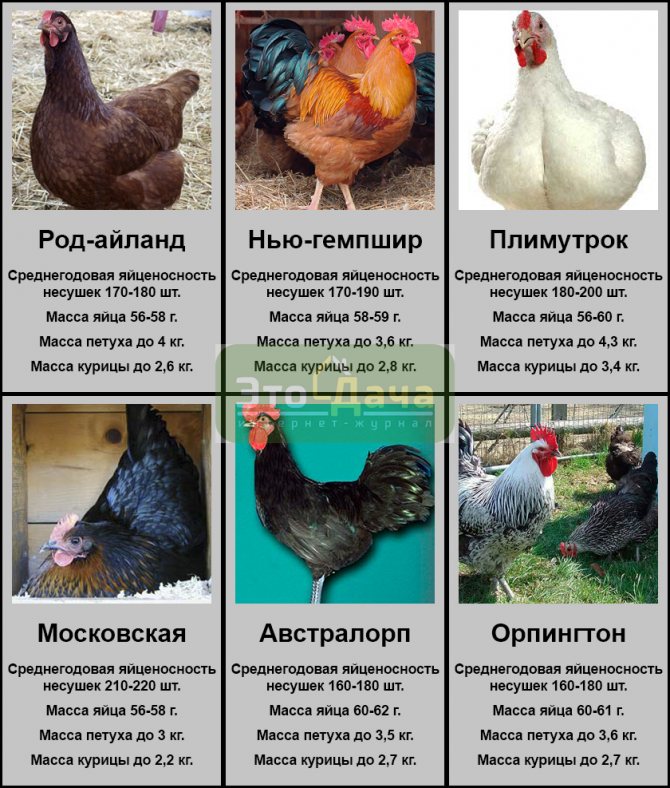 Венгерский великан - мясо-яичный кросс кур. Описание, характеристики, правила содержания и кормления