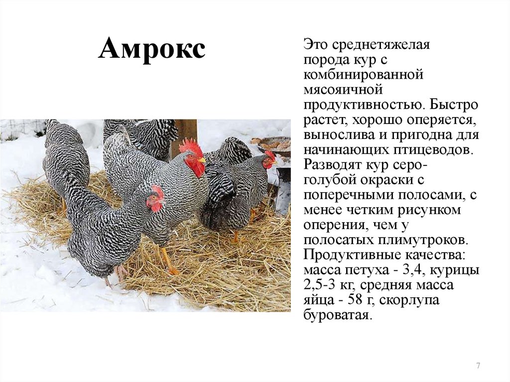 Немецкая любимица фермеров – курица Амрокс