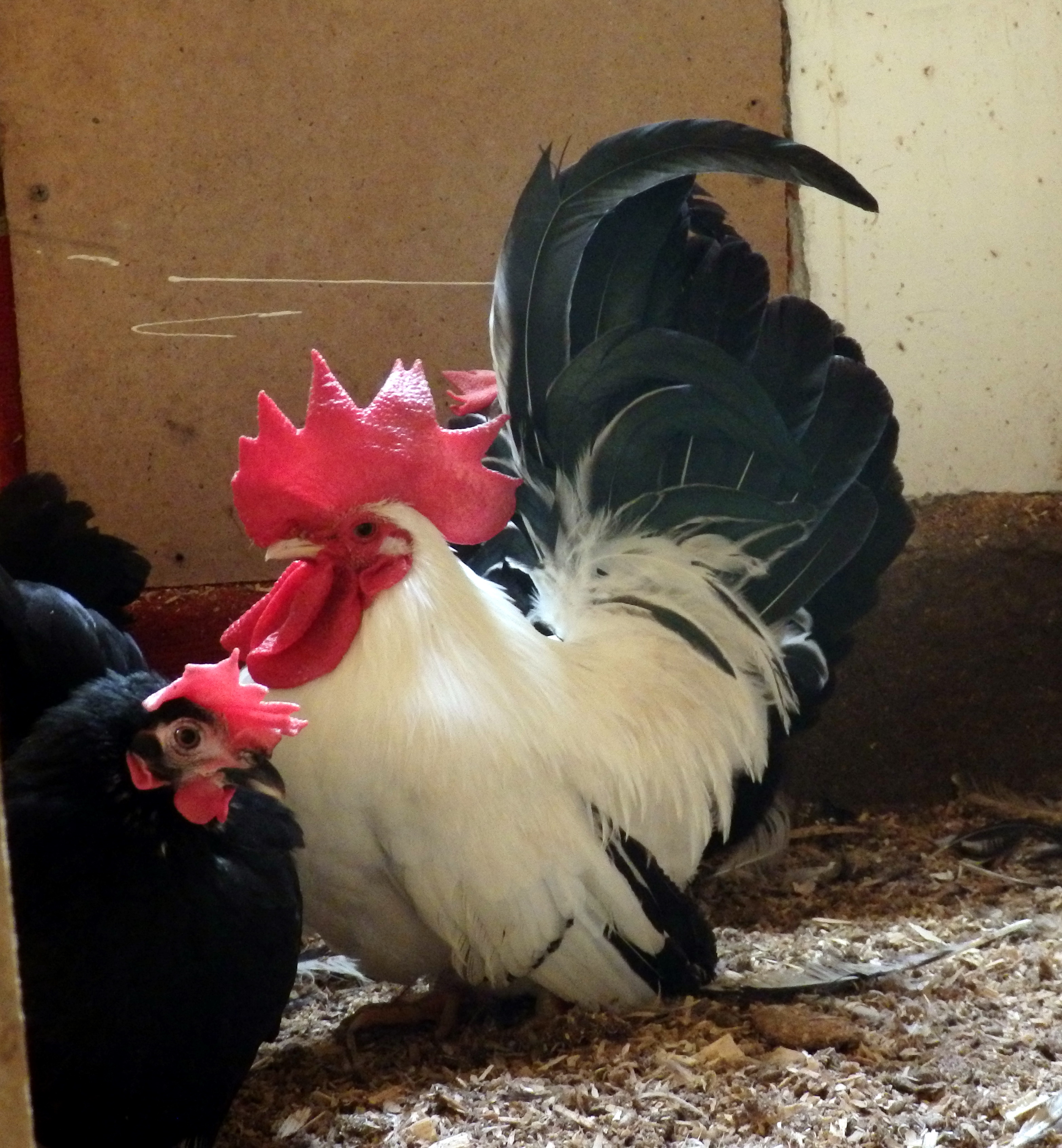 Шабо порода кур – описание, фото, видео Японской Бентамки