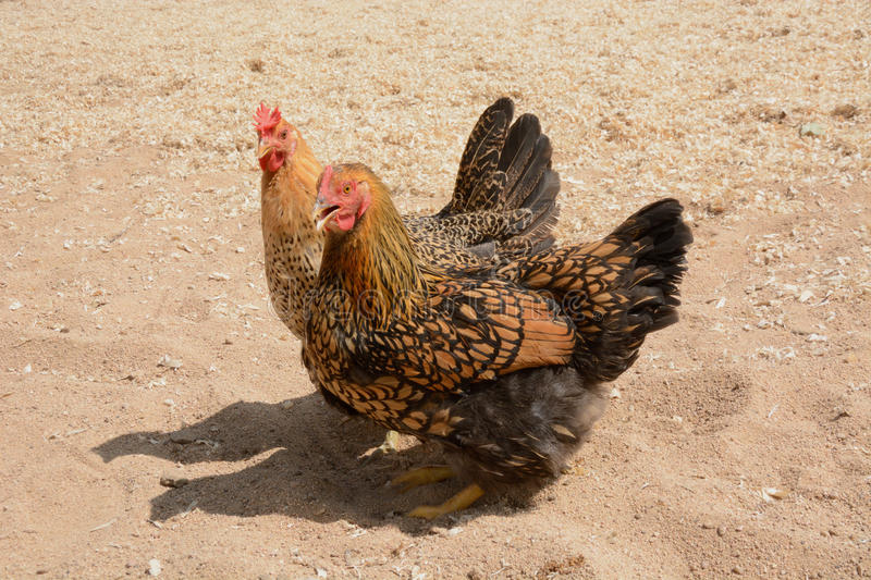 Сицилийский Баттеркап порода кур – описание с фото и видео