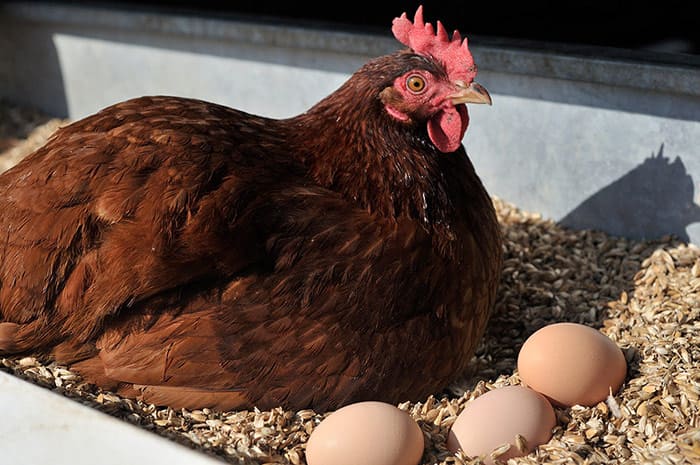 Куры клюют свои яйца – в чем причина и что делать?