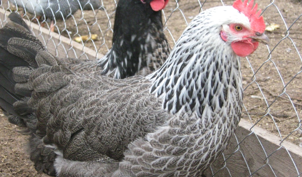 Котляревская порода кур – описание, фото и видео