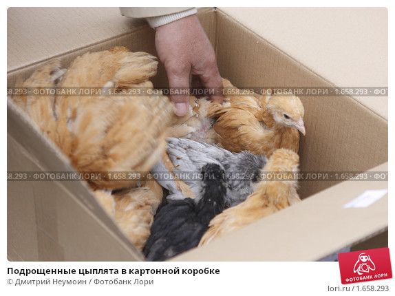 Цыплята в картонной коробке — обустройство