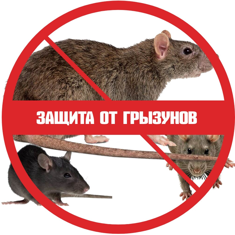 Как бороться с крысами и мышами в частном доме и 45 советов