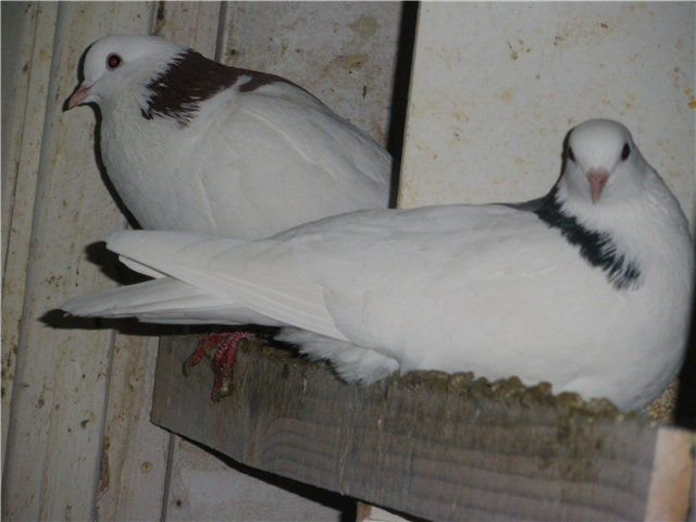Характеристика породы голубей гривуны