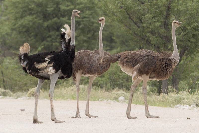 Описание видов и пород страусов