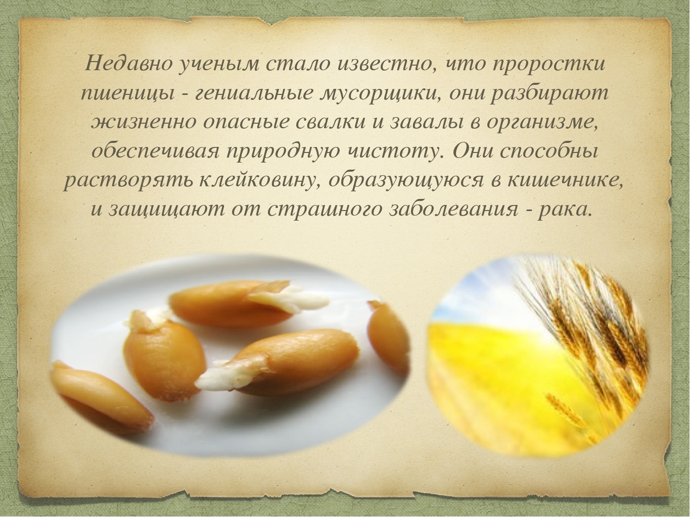 Полезные свойства пророщенной пшеницы