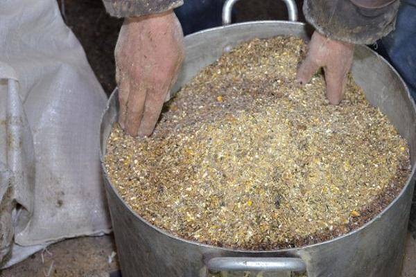 Как проращивать зерно для кур зимой своими руками