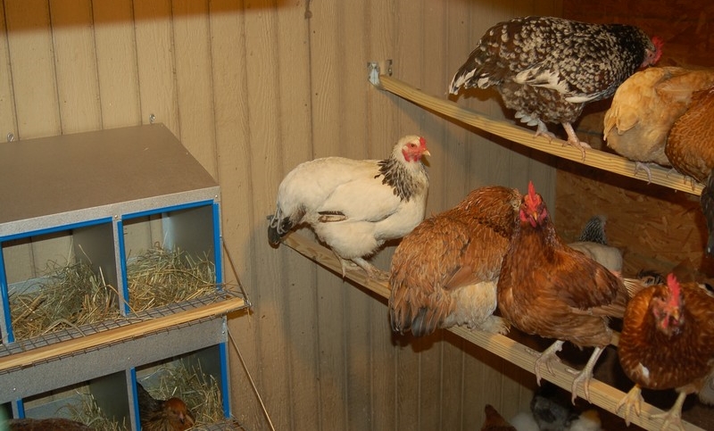 Можно ли содержать вместе кур и индюков в одном помещении? Обустройство птичника, организация выгула и особенности кормления