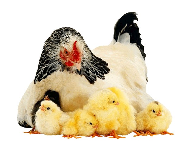 Дружба кур и цыплят с другими животными