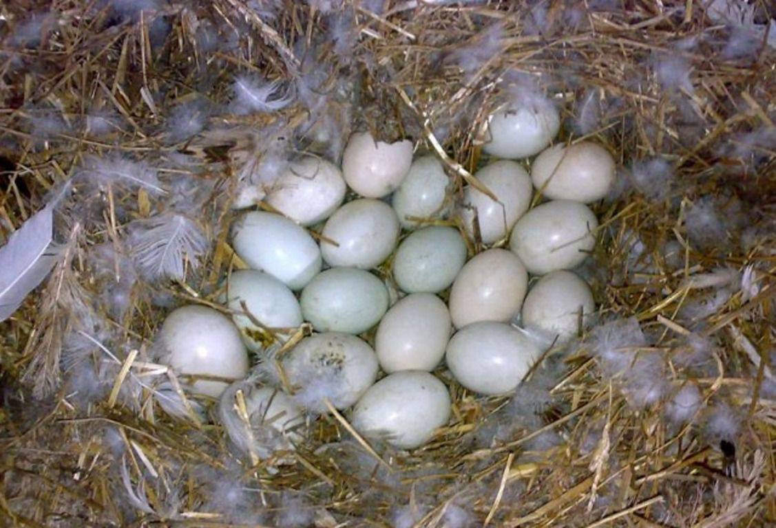 Высиживание яиц индоутками: особенности и нюансы