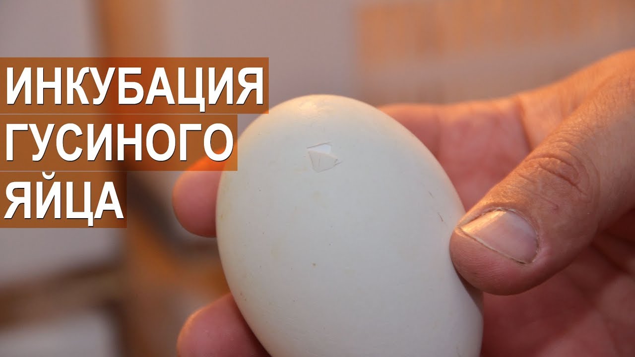 Инкубация яиц гусей