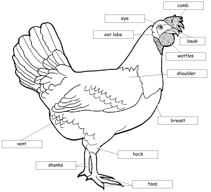 Анатомия курицы несушки в картинках и видео