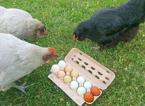 Как долго могут куры нести оплодотворённые яйца без петуха?