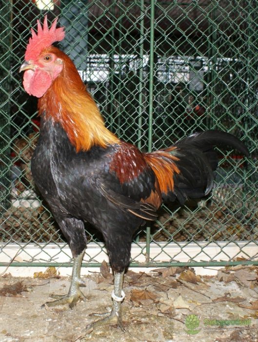 Староанглийская - бойцовая порода кур. Описание, характеристика, выращивание и уход, кормление