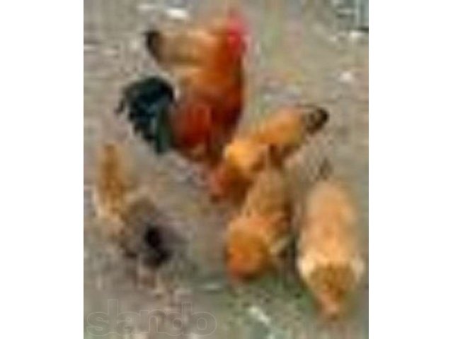 Кучинская юбилейная мясо-яичная порода кур: особенности характера, рекомендации по содержанию, кормлению, разведению