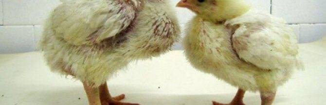 Запор у бройлеров и цыплят: что делать, если птица не может сходить в туалет? Лечение, рекомендации, профилактика